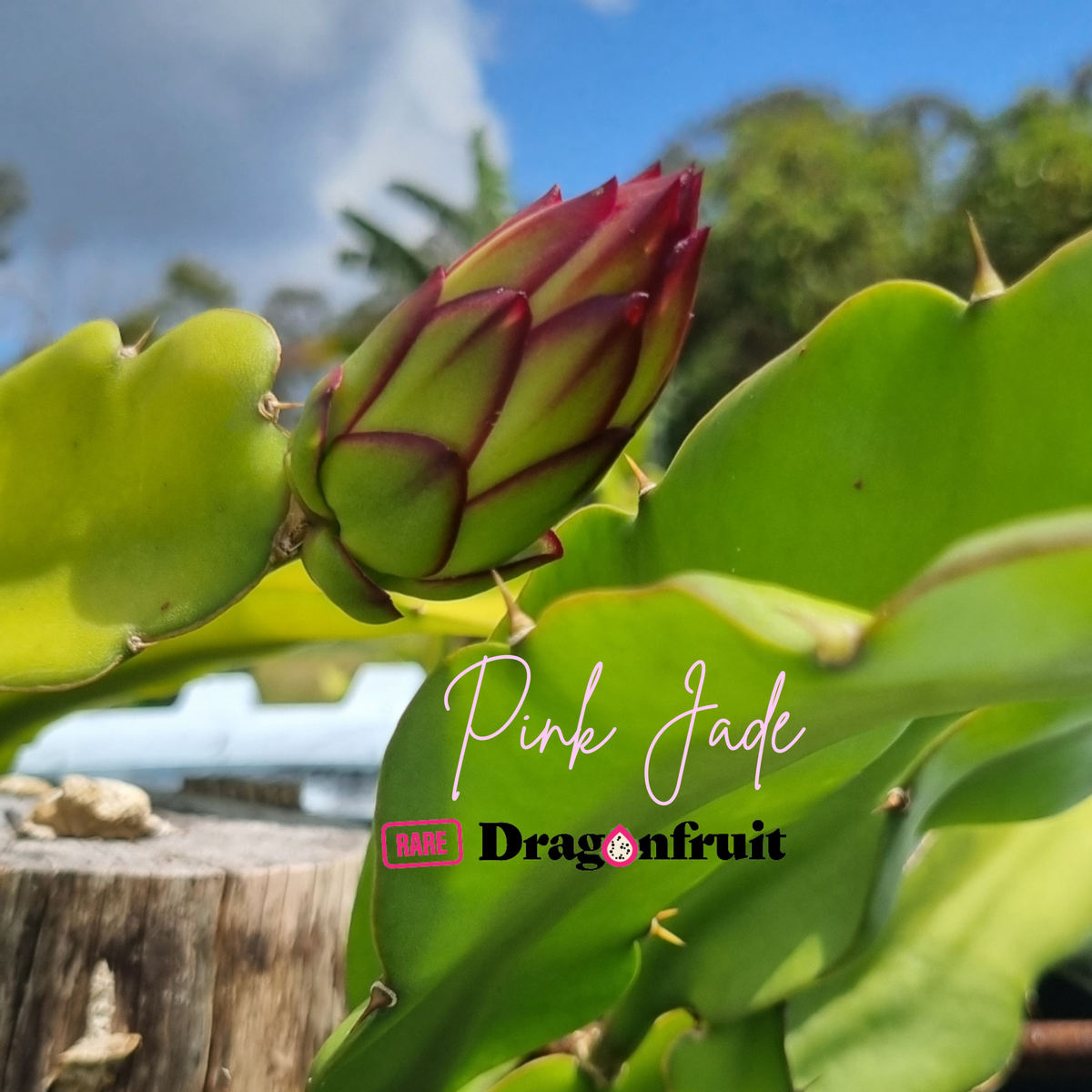 Pink Jade Dragon Fruit Plant