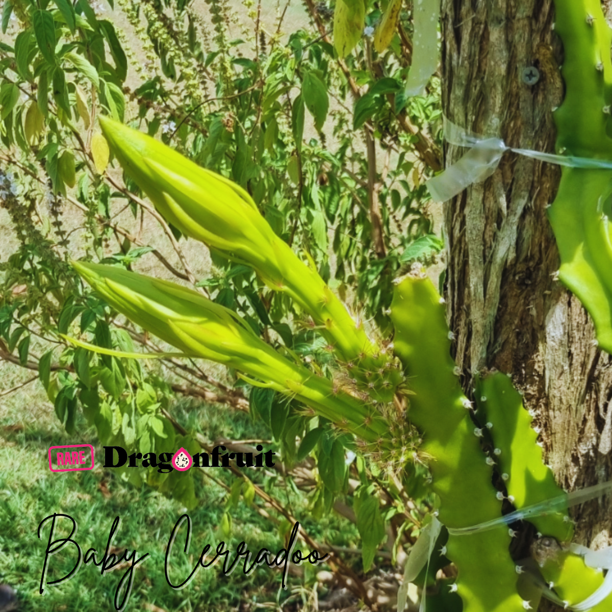 Baby Cerrado  - Selenicereus setaceus Dragon fruit