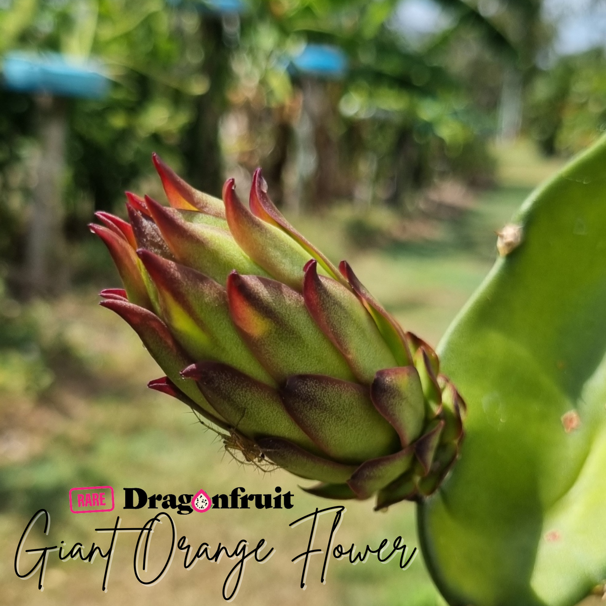 Giant Orange Flower Dragon Fruit Plant