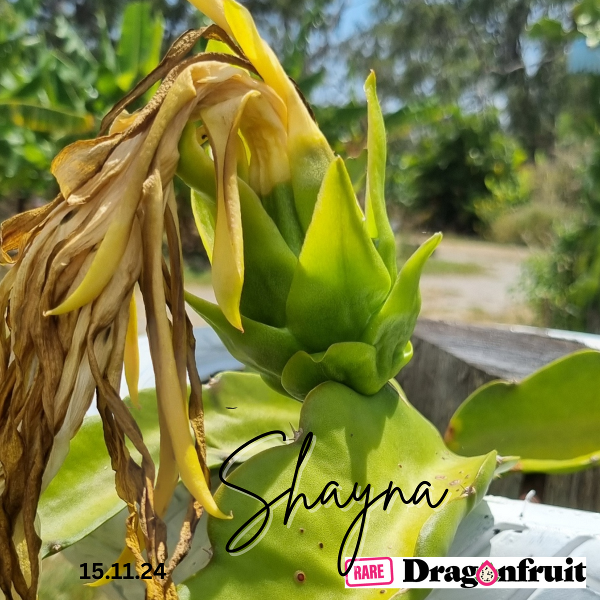 Shayna Dragon Fruit  – H. guatemalensis X H. undatus