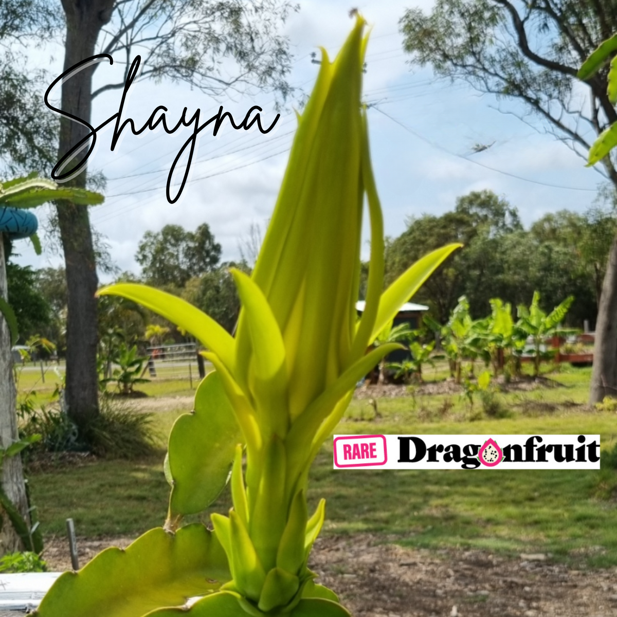 Shayna Dragon Fruit  – H. guatemalensis X H. undatus