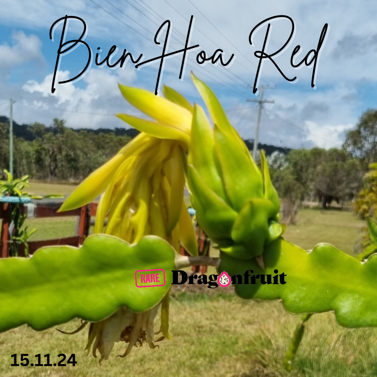 Bien Hoa Red – Hylocereus guatemalensis  dragon fruit