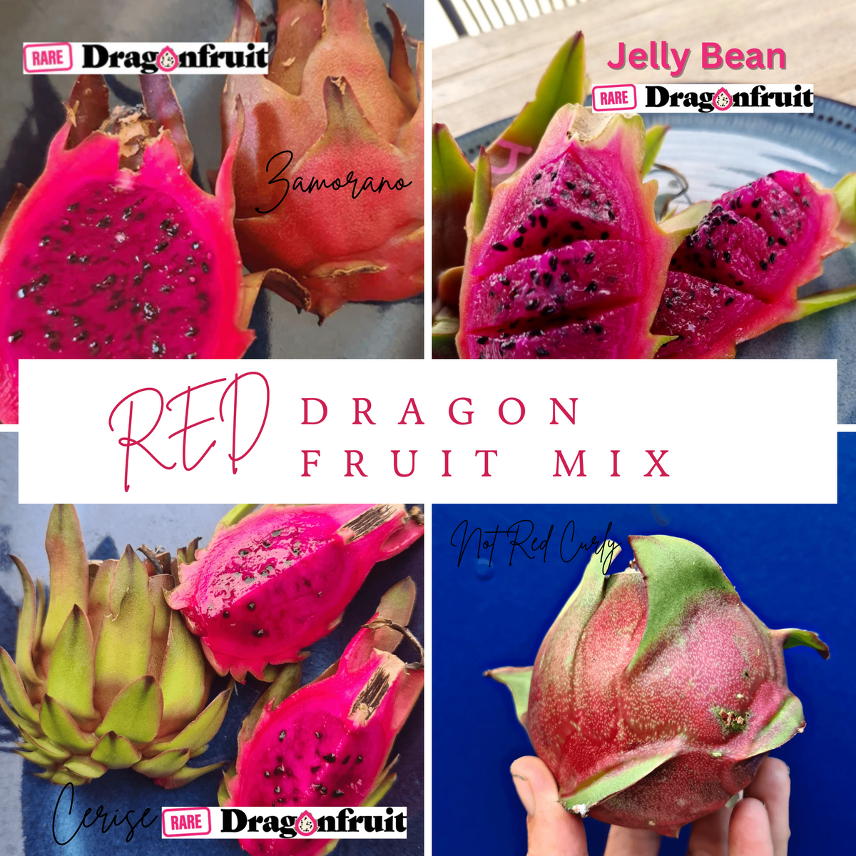 RED Dragon Fruit Mix – Grow 4 of Our Favorites!