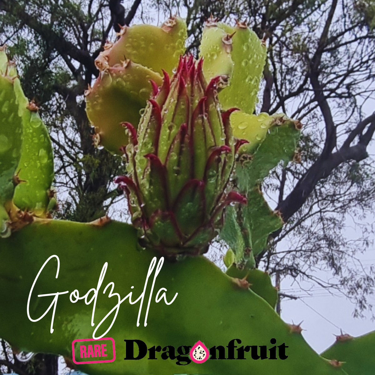 Godzilla Dragon Fruit