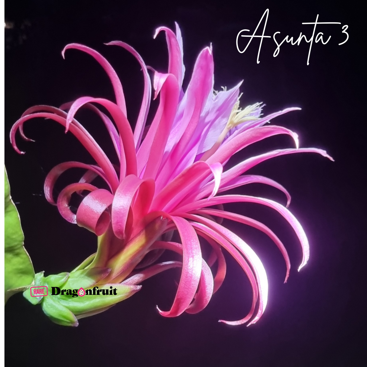 Asunta 3 Dragon Fruit