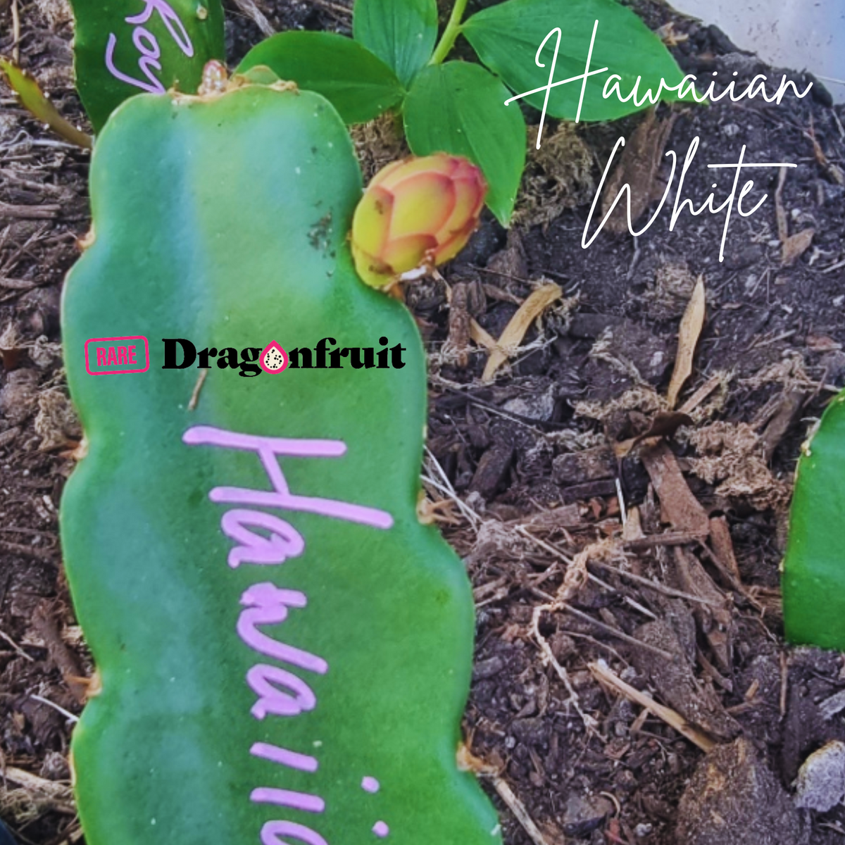 Hawaiian White Dragon Fruit Cutting