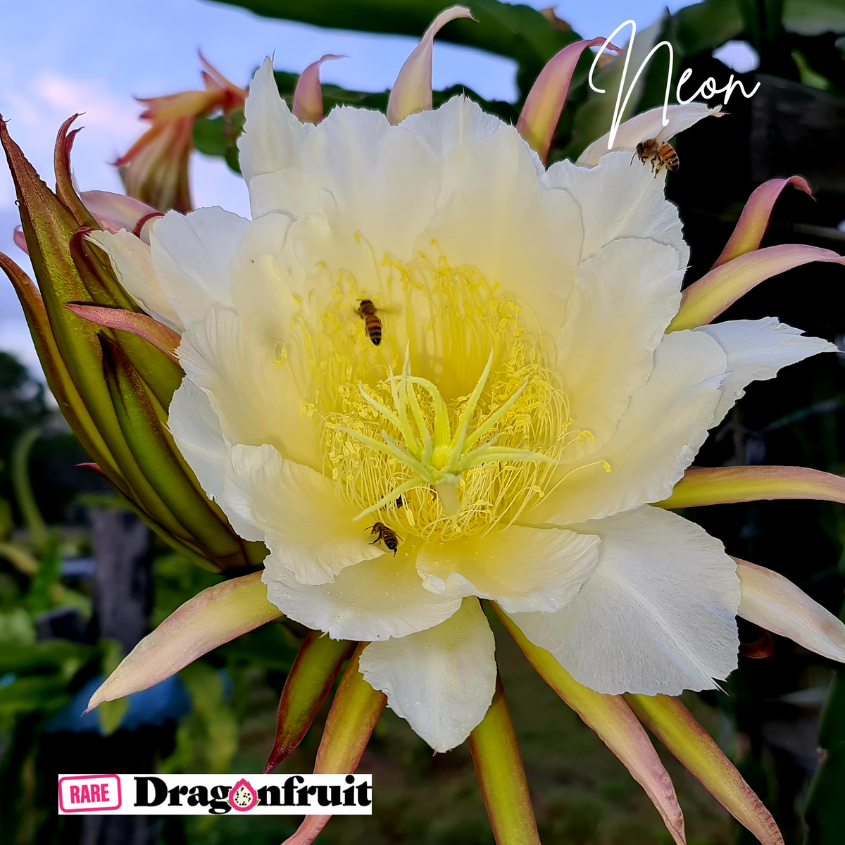 Neon (XXL bloom)- Hylocereus X Californian Dragon Fruit Plant