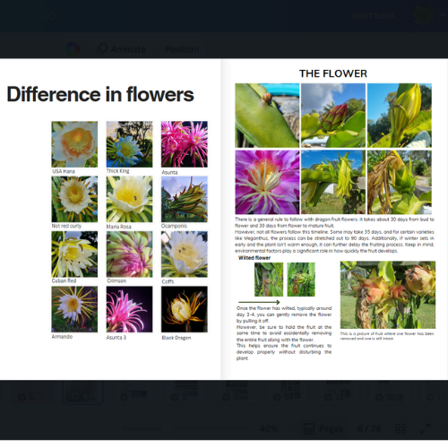 How to Grow Dragon Fruit Magazine - A Step-by-Step Handbook