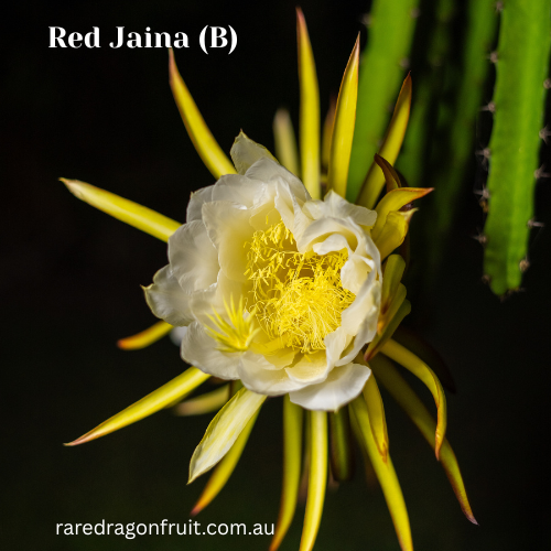 Red Jaina Dragon Fruit Variety (B)