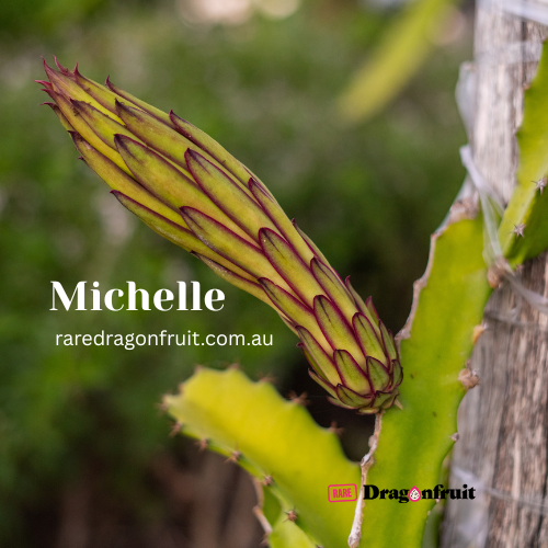 Michelle - Hylocereus sp. Dragon fruit