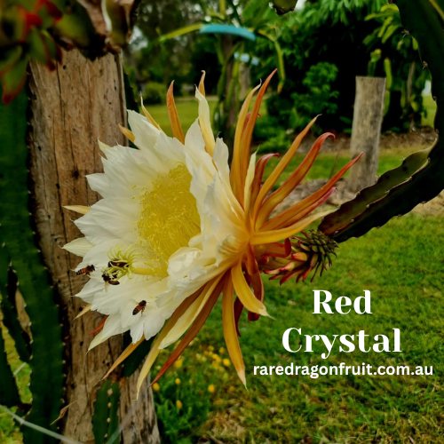 Red Crystal Dragon Fruit