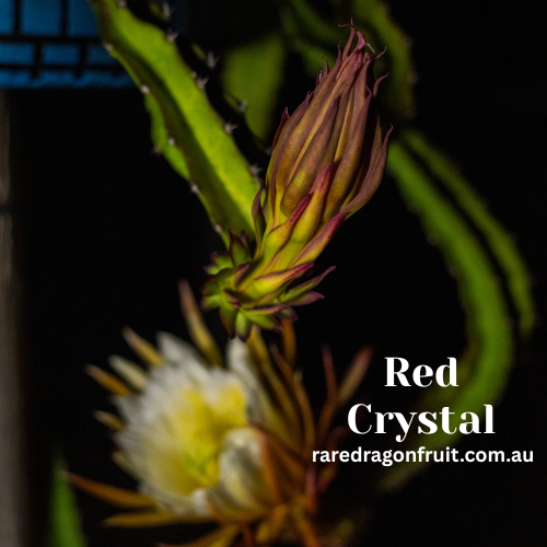 Red Crystal Dragon Fruit