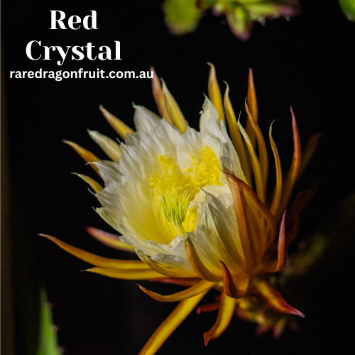 Red Crystal Dragon Fruit