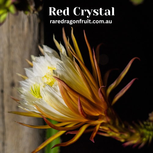 Red Crystal Dragon Fruit