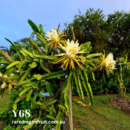 Yellow 68 or Y68- Selenicereus megalanthus X Dragon Fruit cutting (XXL bloom)