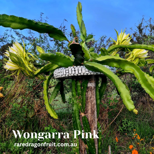 Wongarra Pink Dragon Fruit