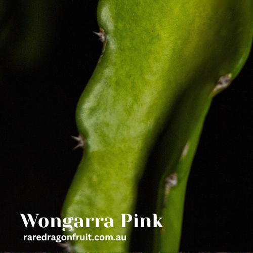 Wongarra Pink Dragon Fruit
