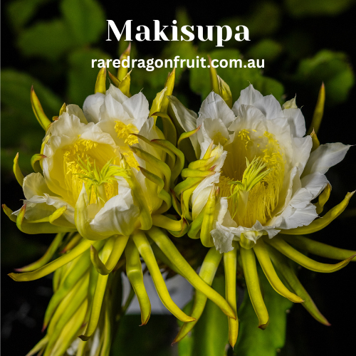 Makisupa dragon fruit hybrid