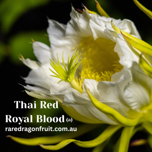 Thai Red Royal Blood Dragon Fruit (A)