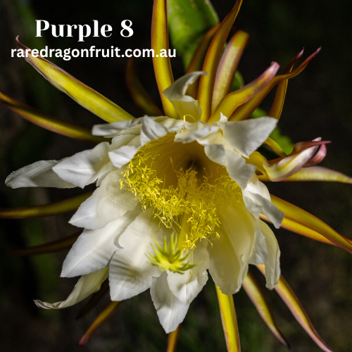 Purple 8 Dragon Fruit