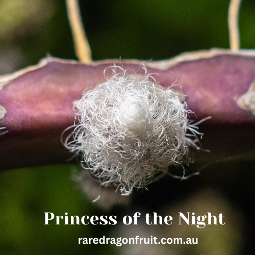 Princess of the Night  Dragon Fruit Plant
