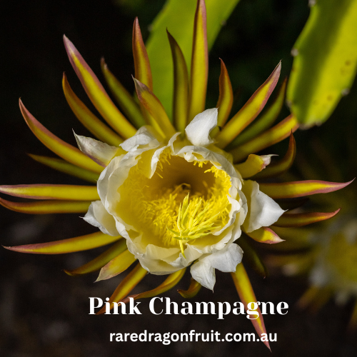 Pink Champagne Dragon Fruit
