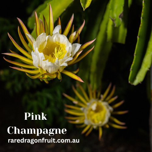 Pink Champagne Dragon Fruit
