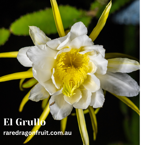El Grullo Dragon Fruit Plant