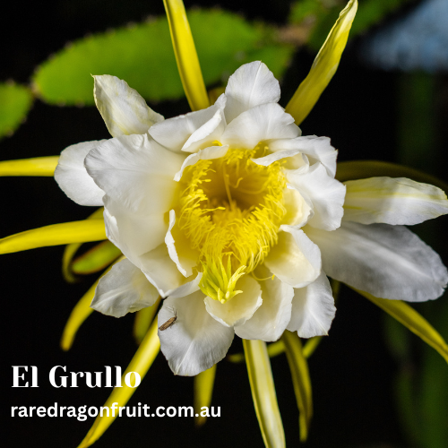 El Grullo Dragon Fruit Plant