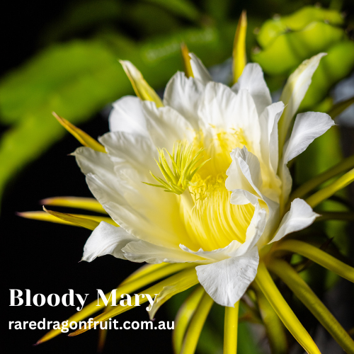 Bloody Mary – Hylocereus polyrhizus Dragon fruit