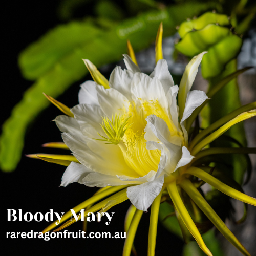 Bloody Mary – Hylocereus polyrhizus Dragon fruit