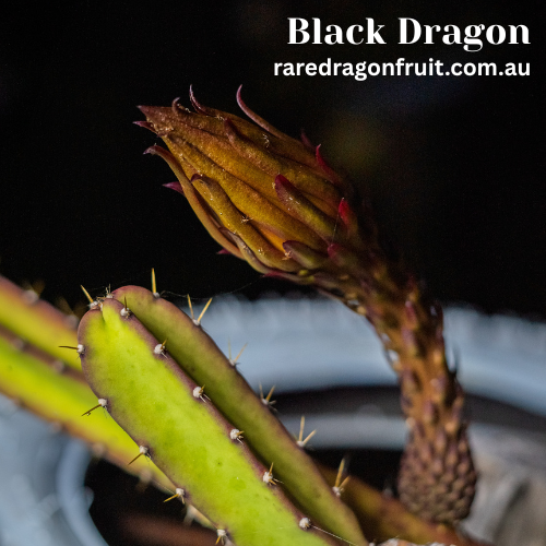 Black  Dragon- Ocamponis x Coniforus Dragon fruit