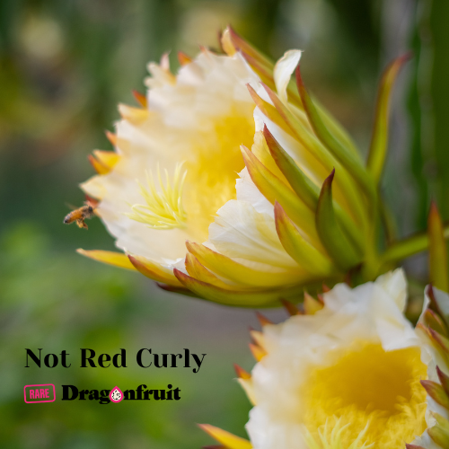 Not Red Curly Dragon Fruit