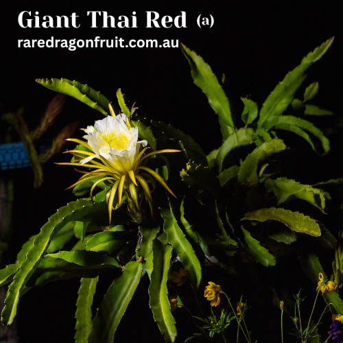 Giant Thai Red Dragon Fruit (A) R6.6