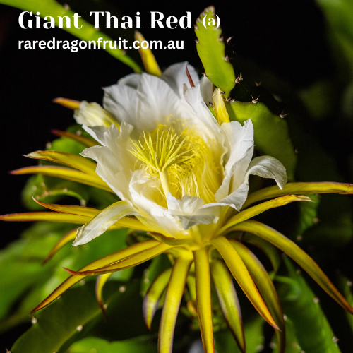 Giant Thai Red Dragon Fruit (A) R6.6