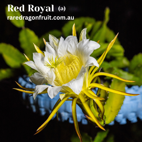Royal Red Dragon fruit (A)