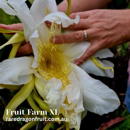 Fruit Farm Red Dragon Fruit XL