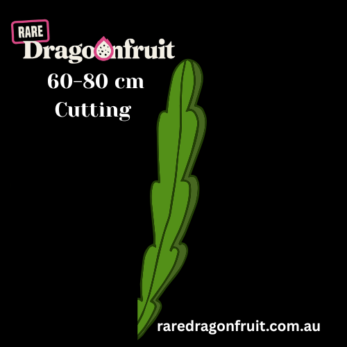 Kathy Van Arum Dragon Fruit