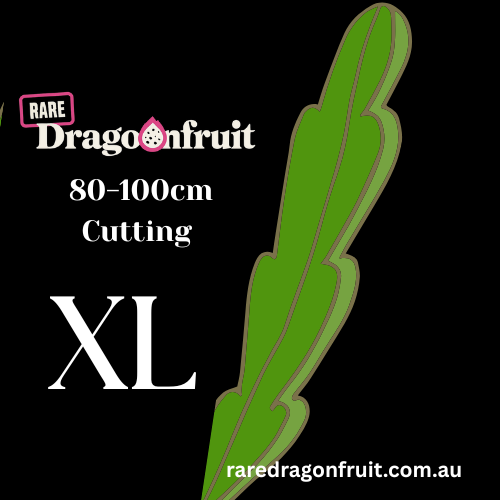 Golden dragon- Hylocereus undatus X Hawaiian Dragon Fruit