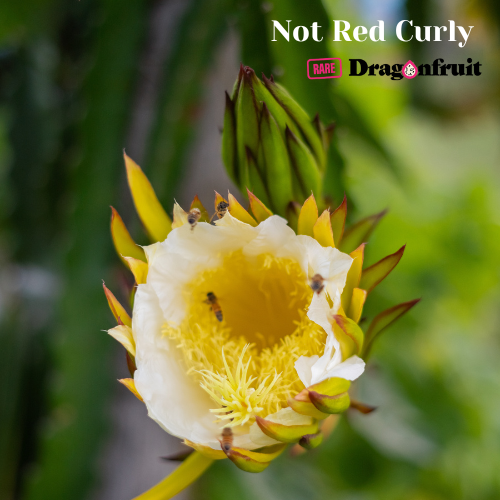 Not Red Curly Dragon Fruit