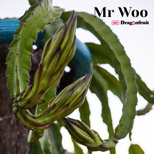 Mr Woo Dragon Fruit