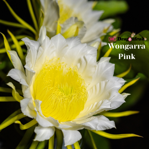 Wongarra Pink Dragon Fruit