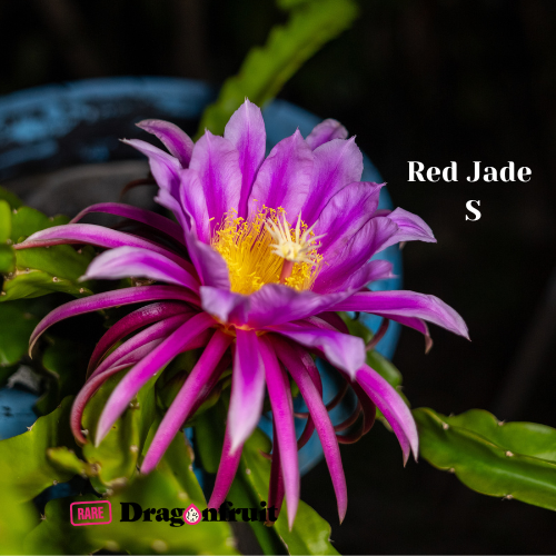 Red Jade Dragon Fruit (s)