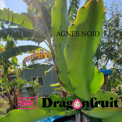 Agnes NOID 2023 Dragon Fruit Variety - Rare Dragon Fruit