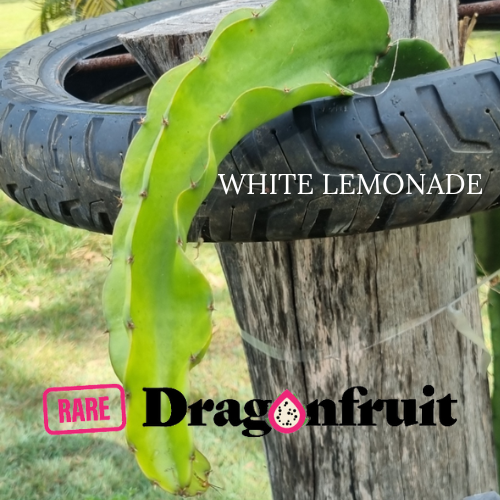 White Lemonade dragon fruit - Rare Dragon Fruit