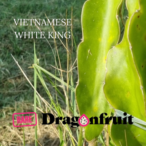 Vietnamese White King Dragon Fruit - Rare Dragon Fruit