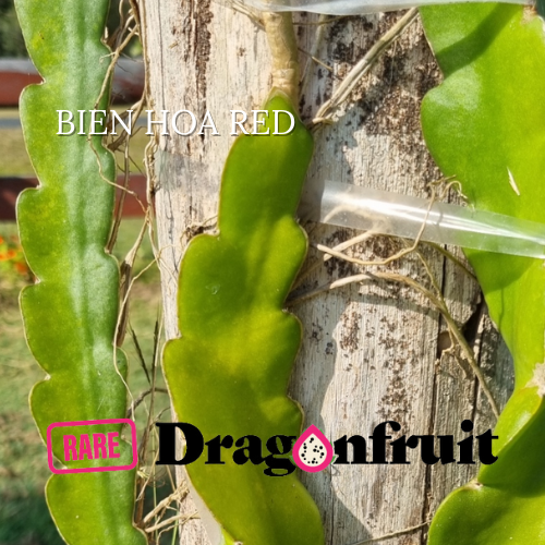 Bien Hoa Red – Hylocereus guatemalensis dragon fruit - Rare Dragon Fruit