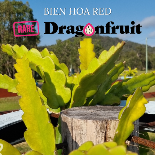 Bien Hoa Red – Hylocereus guatemalensis dragon fruit - Rare Dragon Fruit