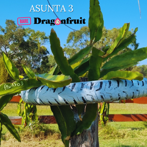 Asunta 3 dragon fruit - Rare Dragon Fruit