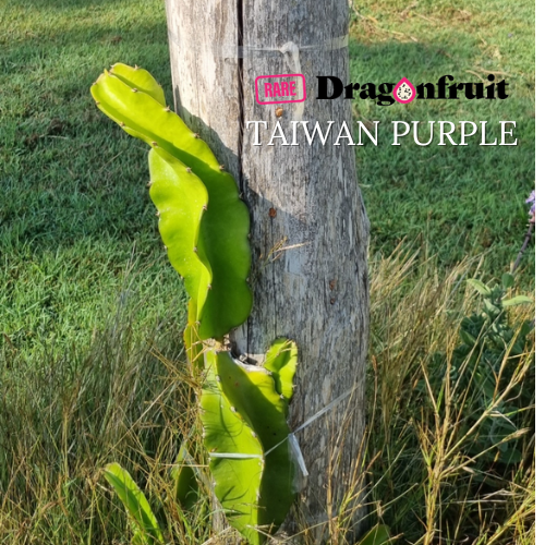 Taiwan Purple Dragon Fruit - Rare Dragon Fruit